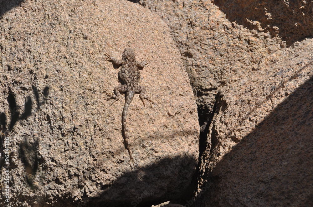 Lizard sunbathing on rock in Southwest Arizona Lizard sunbathing on rock in Southwest Arizona