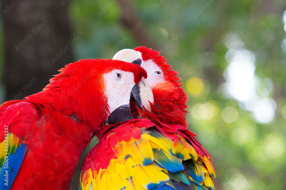parrot bird parrot bird