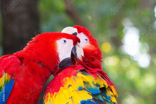 parrot bird © Pakhnyushchyy