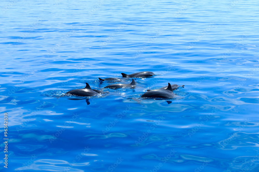 Naklejka premium dolphins
