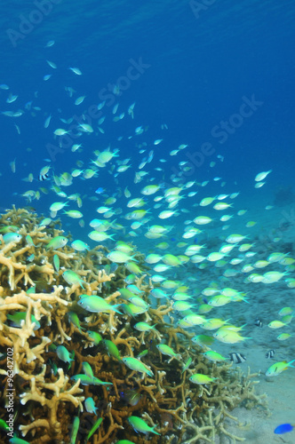 School of green coral fish around hard coral block.