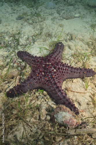 Pacific horned sea star Protoreaster nodosus on flat sandy bottom. #96342905