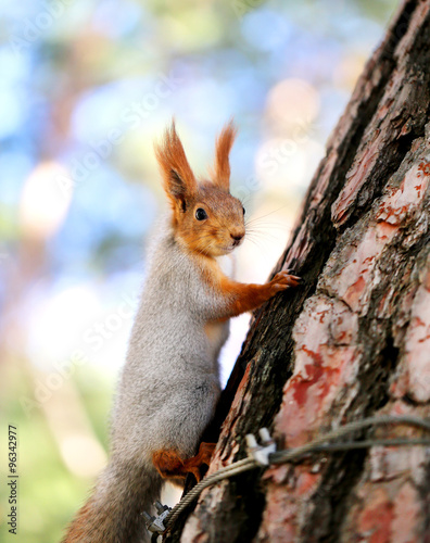 Beautiful portrait of a squirrel © tanor27