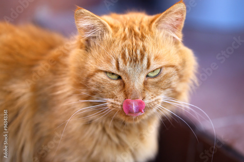 Beautiful portrait of a cat