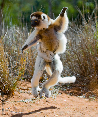 Dancing Sifaka jumping. Madagascar. An excellent illustration.