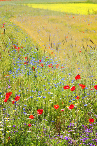 Spectacular wildflower meadows in Castelluccio, Perugia, Umbria, Northern Italy.
