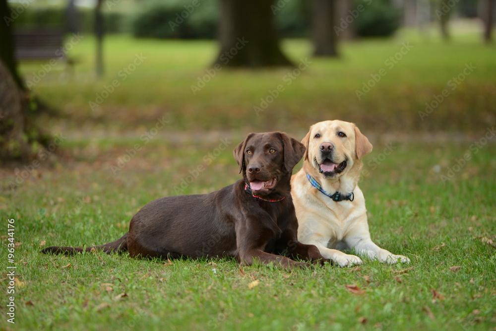 Two labradors in the park