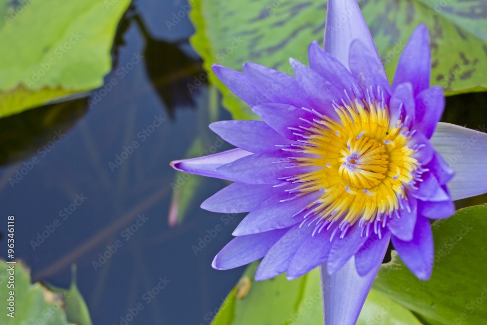 Purple lotus flower with green leaves background - close up
Purple lotus flower with green leaves background - close up