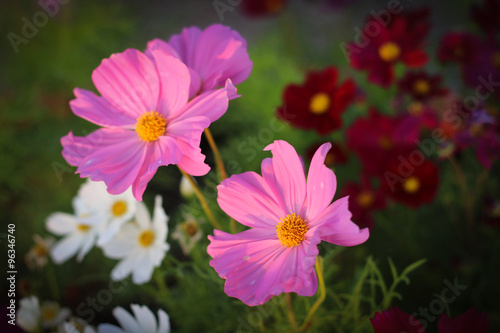 Sulfur Cosmos   Yellow Cosmos flower