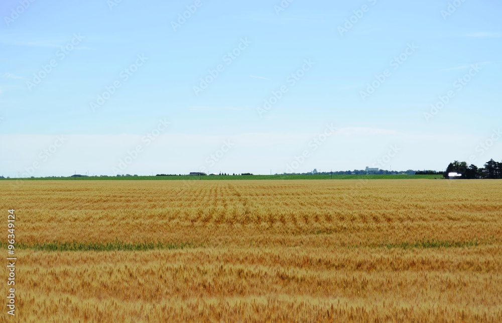Vast Wheatfield and farmland on a sunny summer day