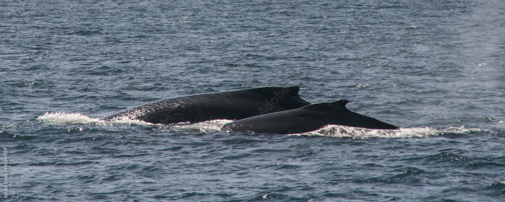 Fototapeta premium whale watching in cruise port stephens,australia