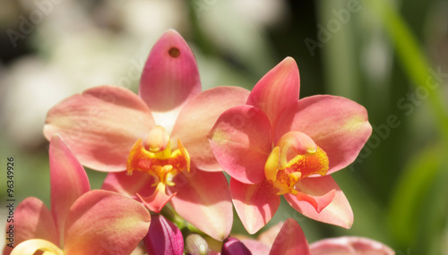 Orange orchids