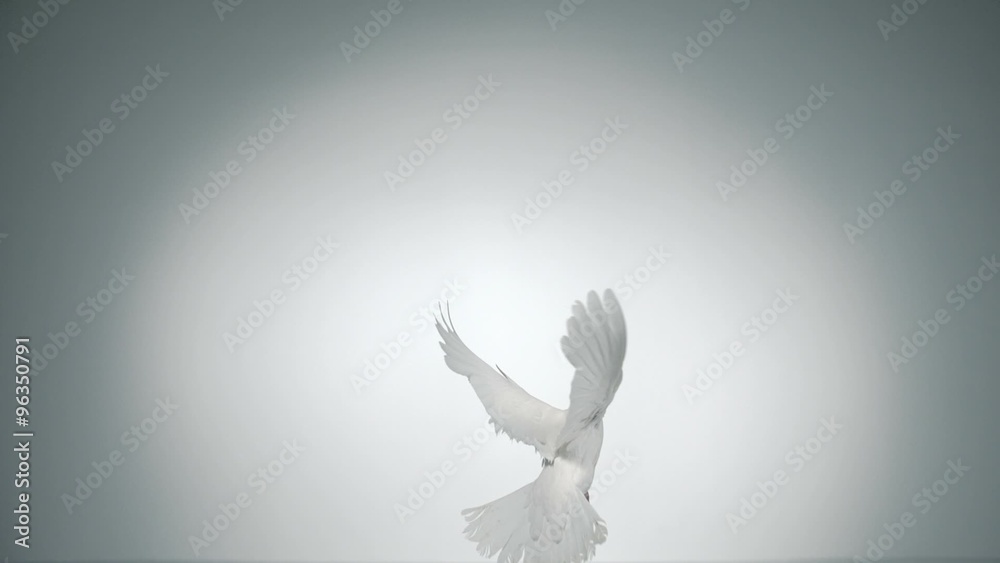 White bird flapping shot with high speed camera, phantom flex.