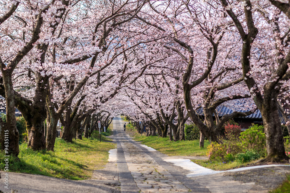 Fototapeta 桜のアーチ＠佐賀県武雄市