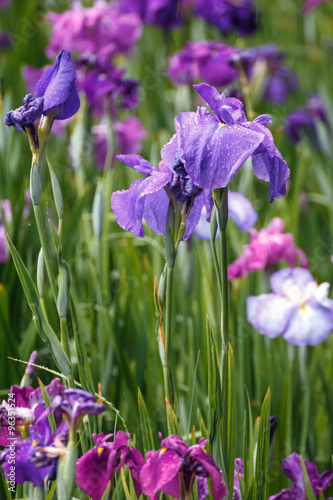 花菖蒲