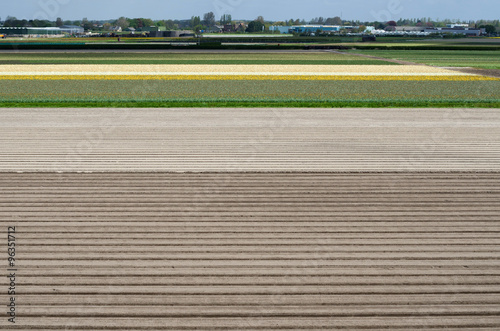 Wallpaper Mural Flowerbed after harvest in Lisse Torontodigital.ca