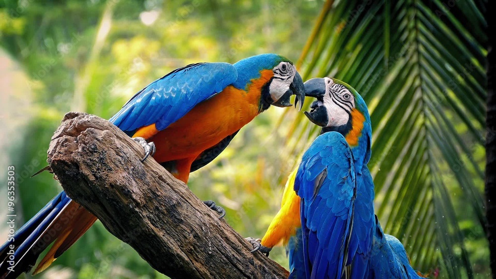 Parrots Fighting With Each Other On Branch