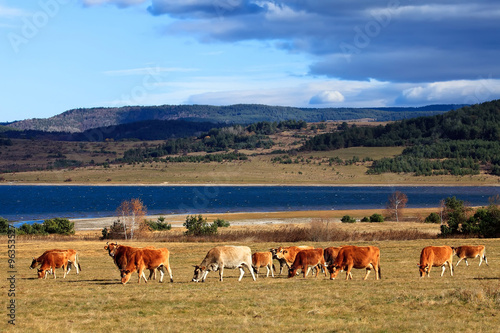 cows near lake