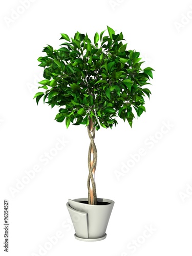 potted plant photo