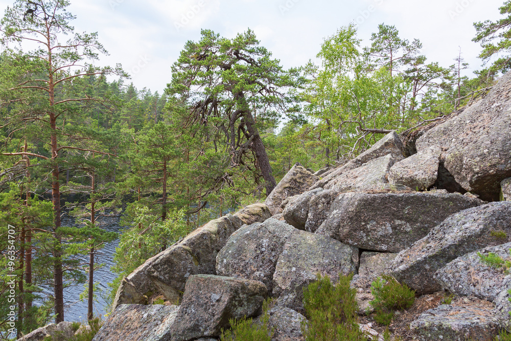 Pine Tree that grows among rocks in the forest