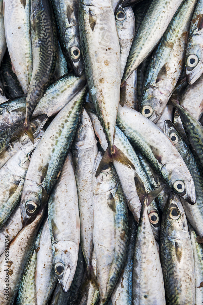 Obraz premium Fish
