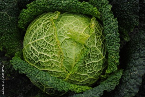 Kohl,Gemüsegarten