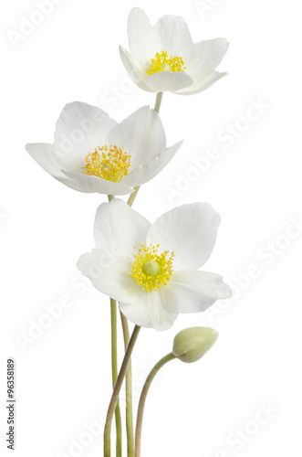 White anemone flowers isolated on white background