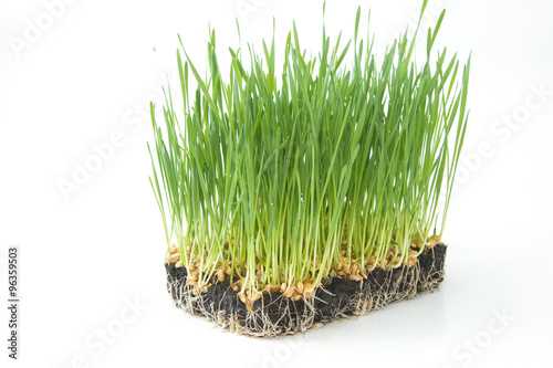 young wheat sprouts on a white background