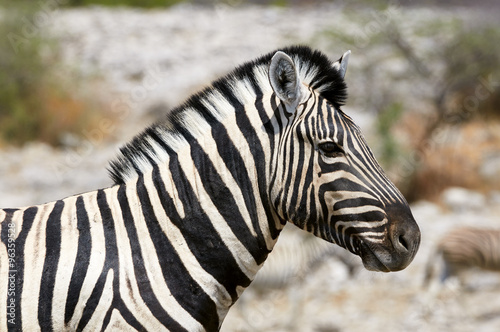 Portrait of a beautiful zebra