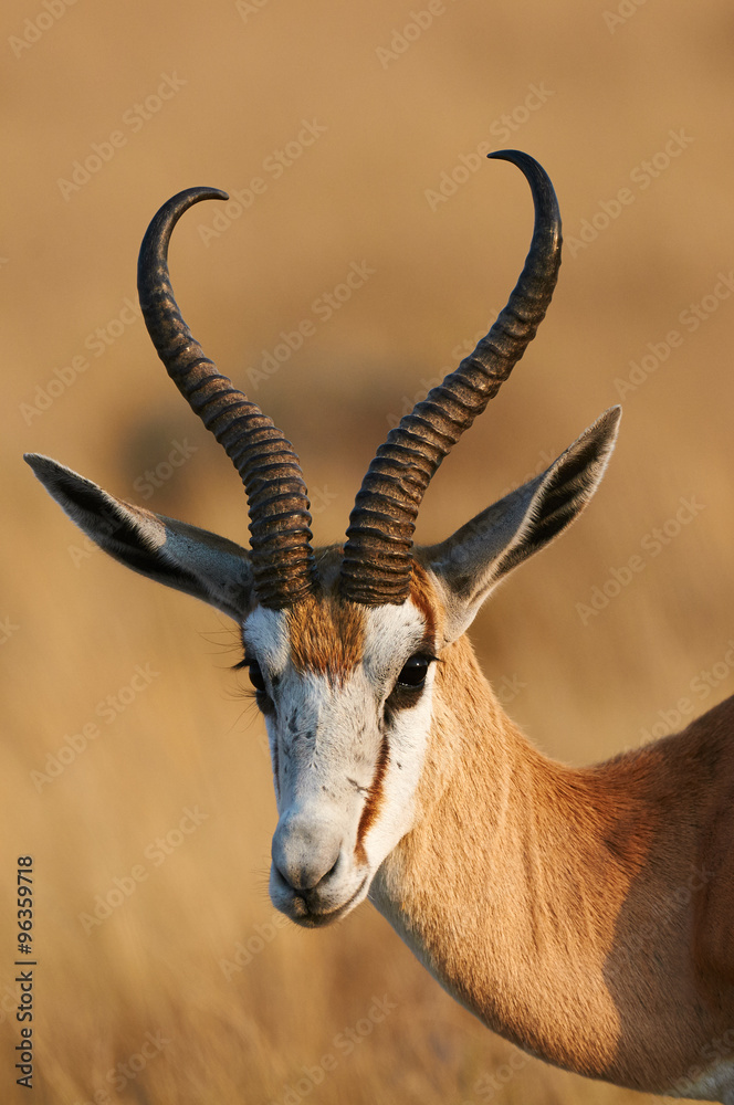 Portrait of a beautiful Springbok Portrait of a beautiful Springbok