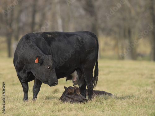 Black Angus Cow and Calf