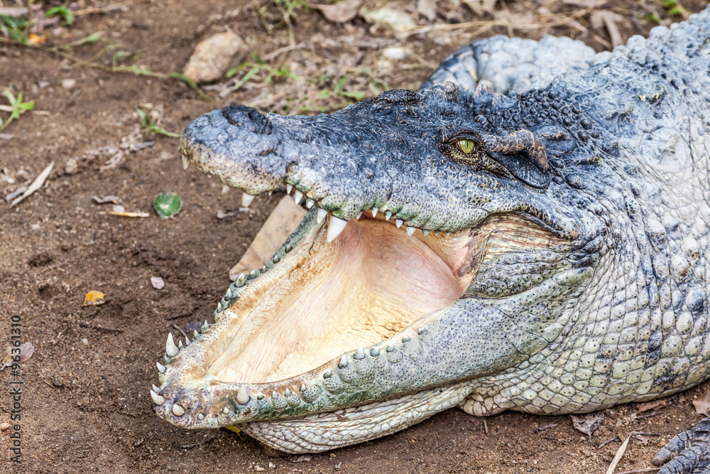 Fototapeta premium a crocodile with open mouth