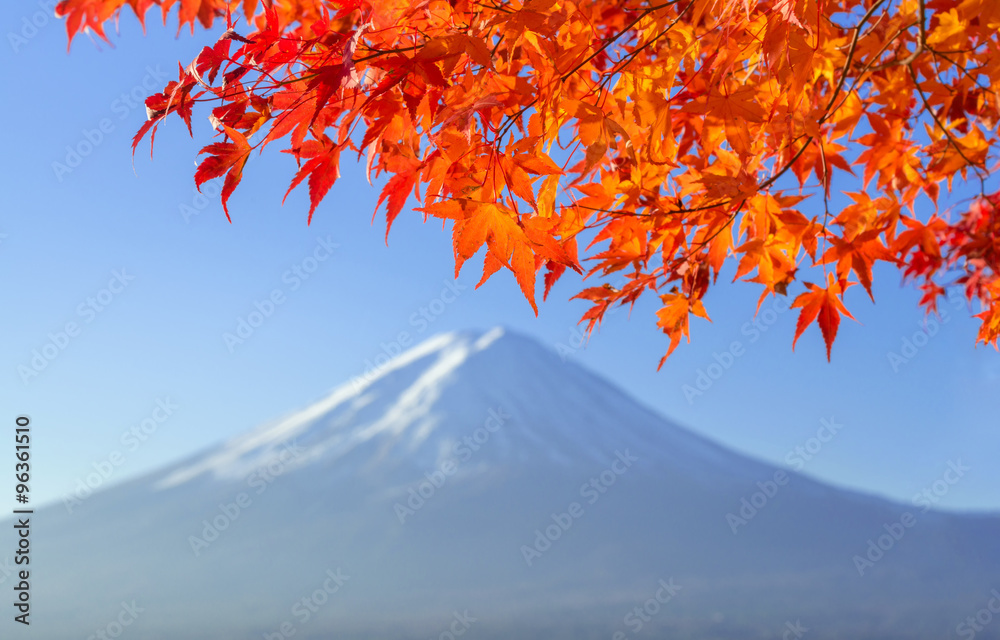 red maple leave with mt fuji in autumn colors
