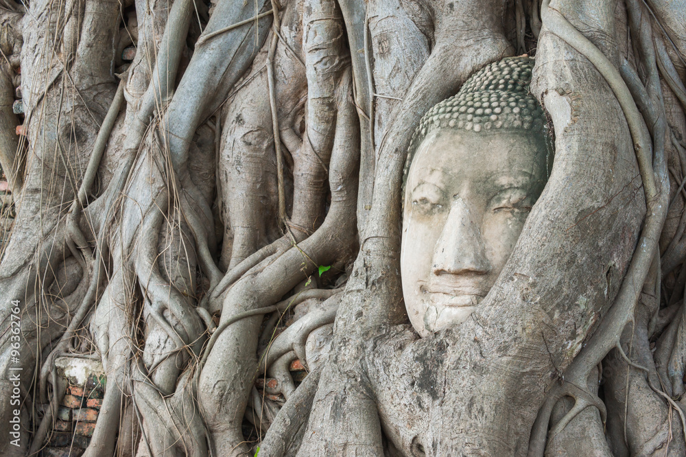 Buddha 's head in the tree roots