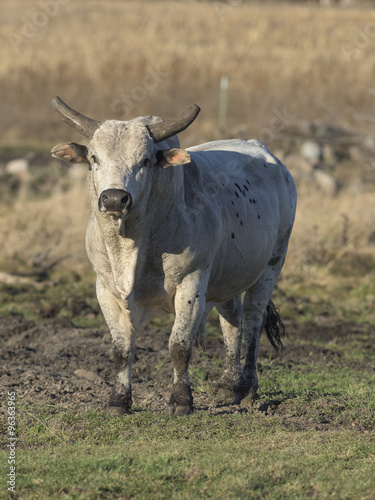 Fototapeta Naklejka Na Ścianę i Meble -  Rodeo Bull in a pasture