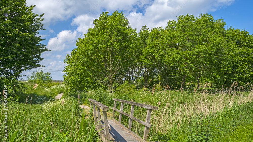 Fototapeta premium Wooden bridge in nature in spring