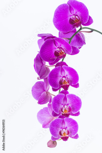 White and Purple Phalaenopsis Orchid