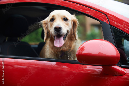 Fotografie Golden Retriever Looking Out Of Car Window