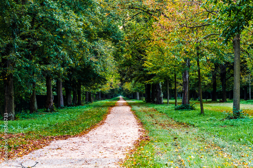 Eine lange Allee im Herbst