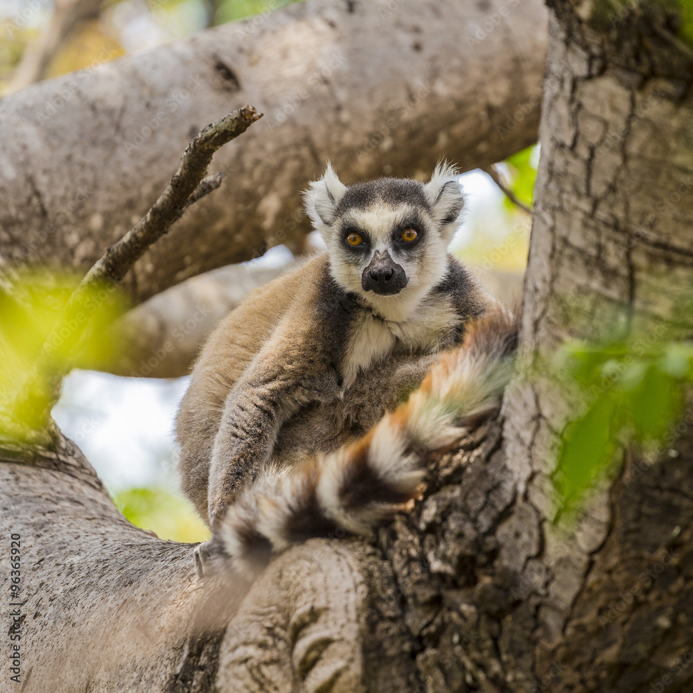 Obraz premium Ring tailed lemur on a tree