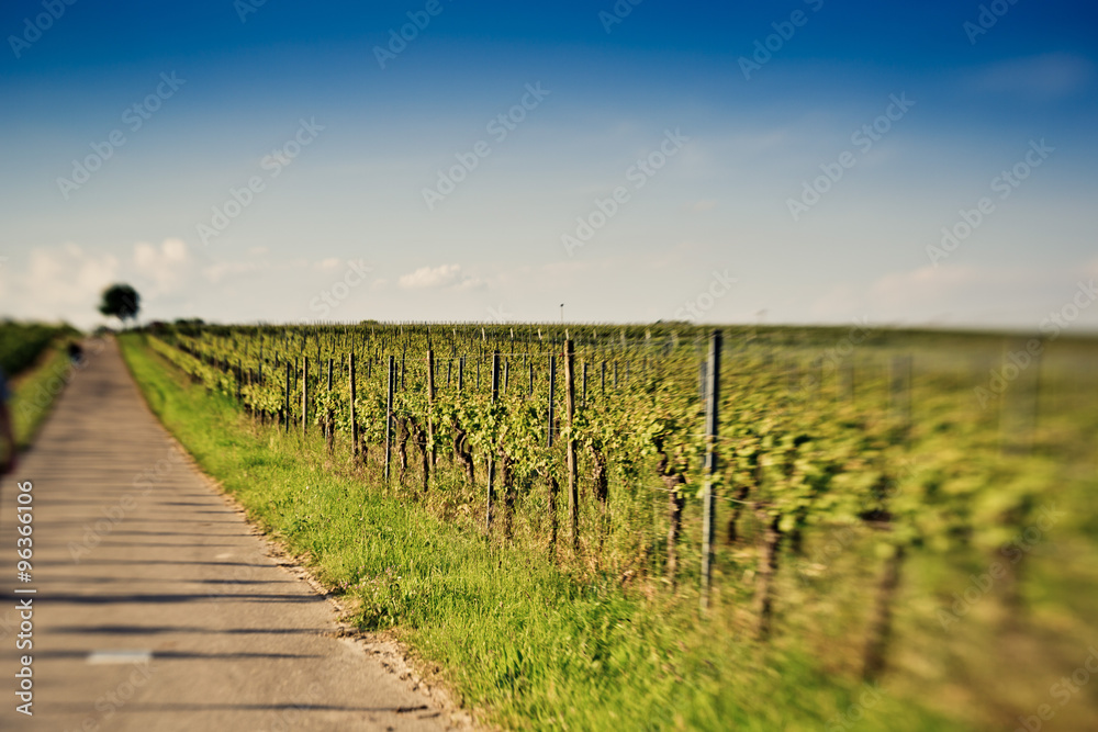 Vineyards in Rhineland Palatinate in early summer