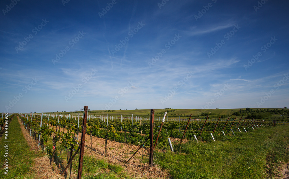 Vineyards in Rhineland Palatinate in early summer