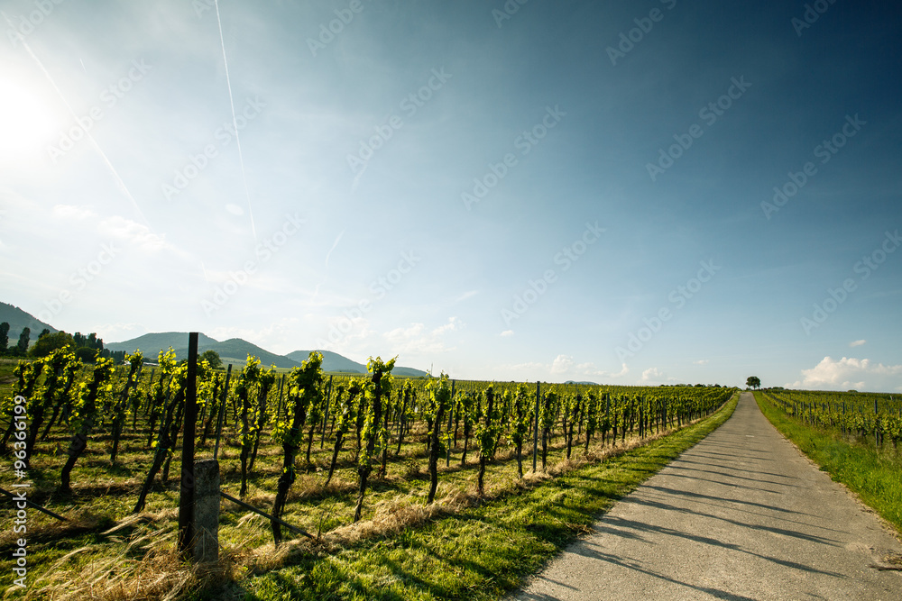 Fototapeta premium Vineyards in Rhineland Palatinate in early summer