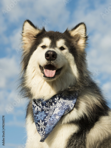 Alaskan Malamutes