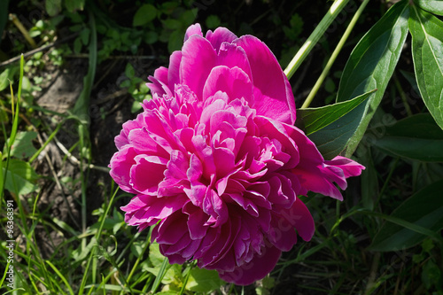 pink peony flower in the garden closeup