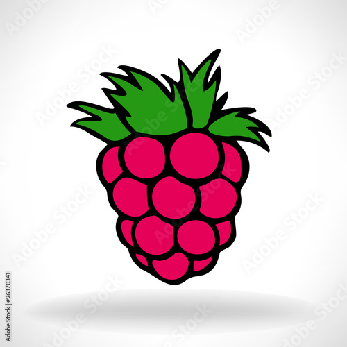 raspberries vector illustration 