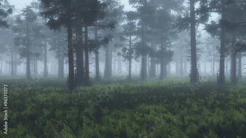 Misty pinewood with fern ground.