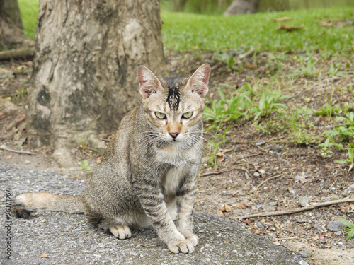 Cat in the park © srckomkrit