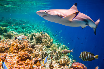 Tropical Coral Reef.