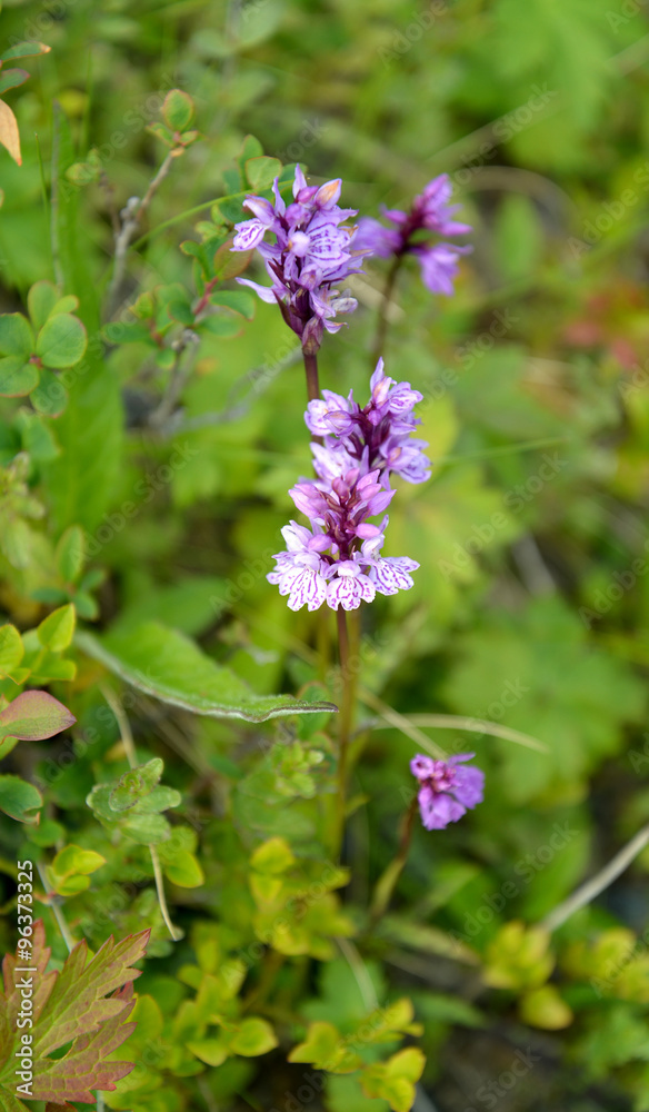 The blossoming crowfoot (Orchis maculata L.) The blossoming crowfoot (Orchis maculata L.)